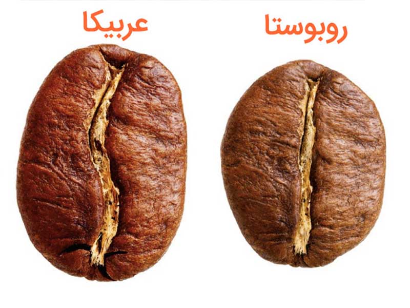 تفاوت قهوه عربیکا با ربوستا